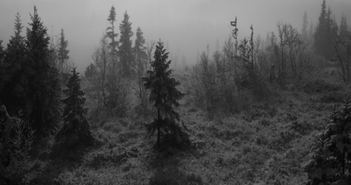 ONE AND A HALF DOG – Shine