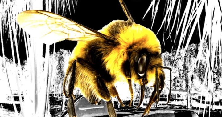A-Milli announce their debut single “Bumble Bee”.
